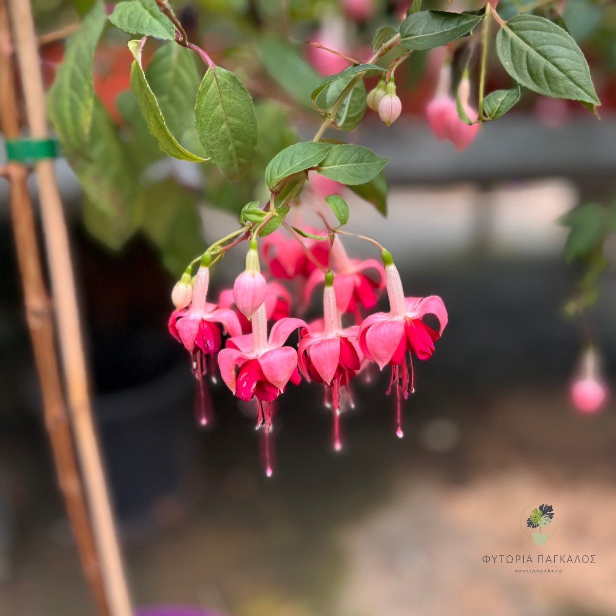Σκουλαρικάκι – Φούξια (Fuchsia spp.) - 2 lt